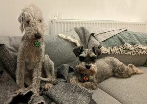 Two grey dogs on a grey sofa